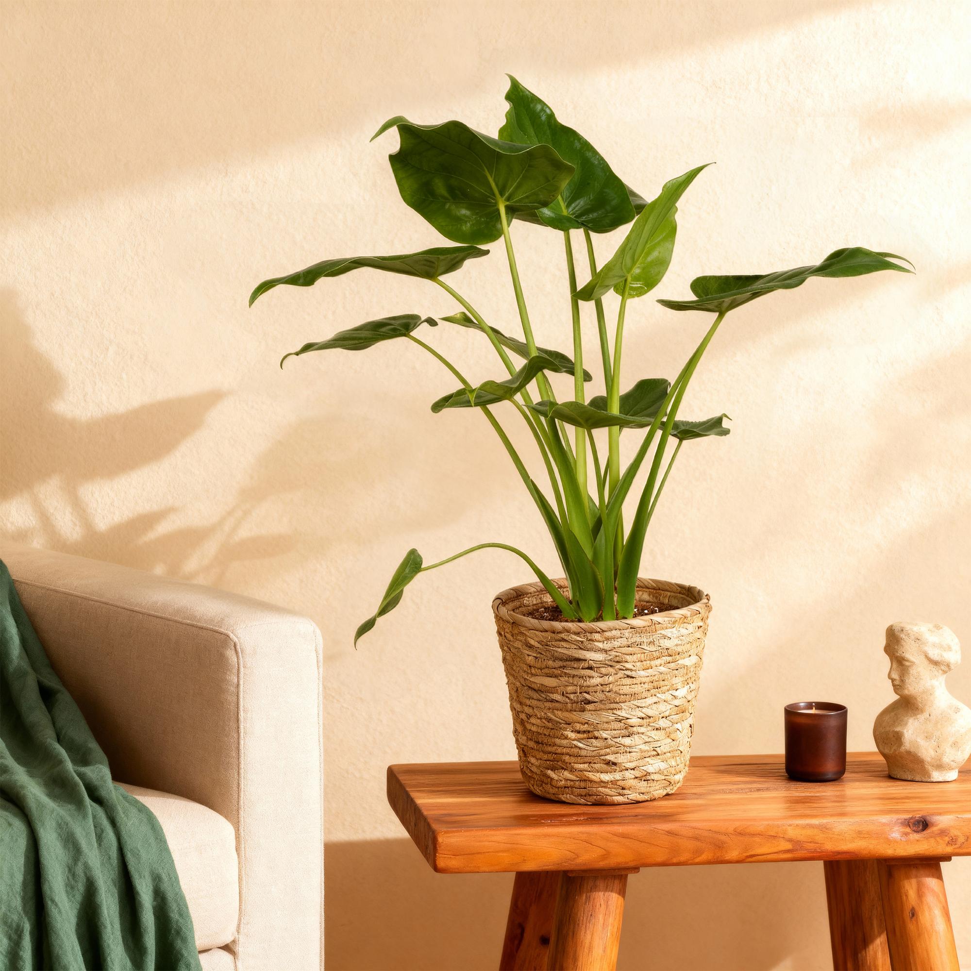 Alocasia Cucullata - Olifantsoor - met mand - Pot 21cm - Hoogte 65-70cm