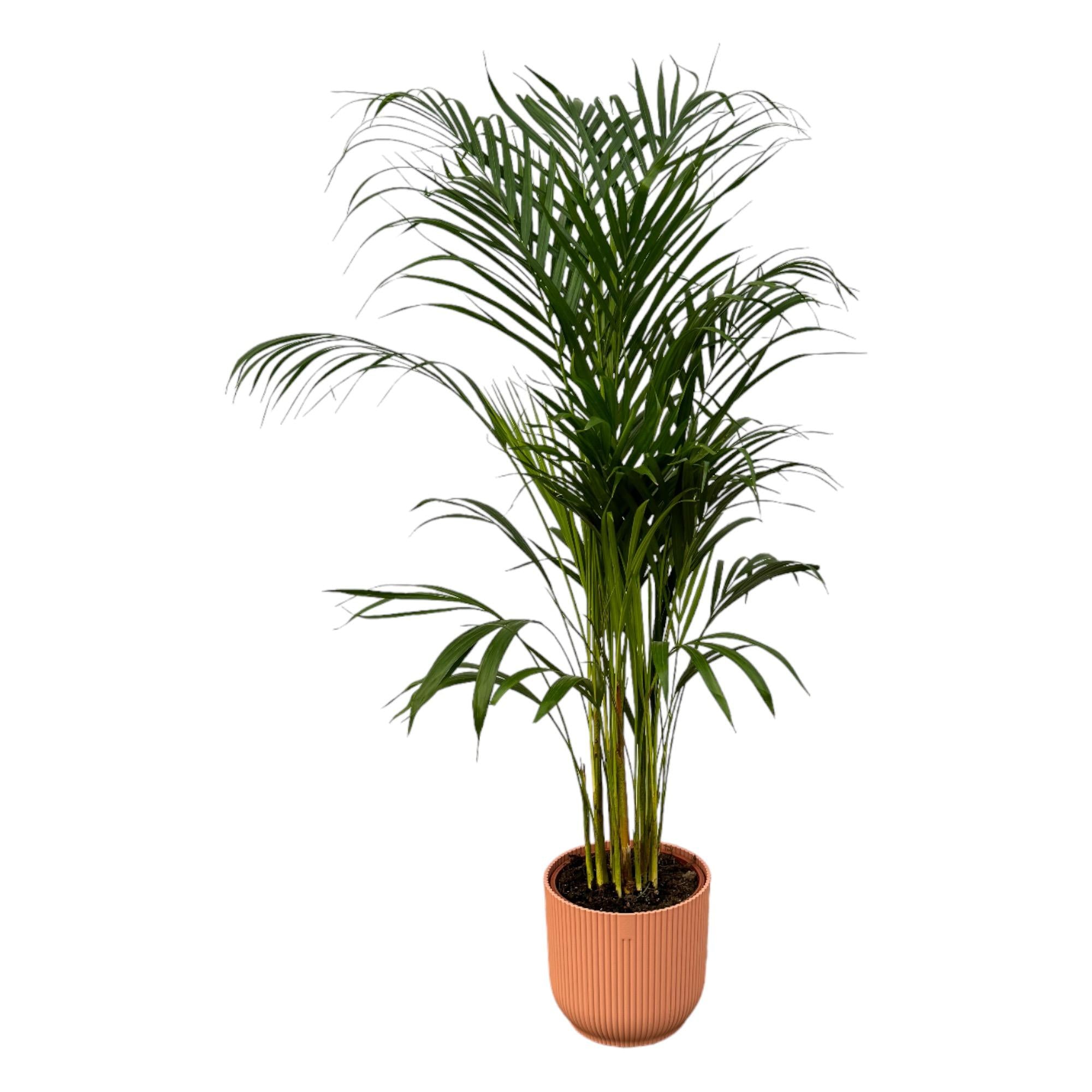 Areca-Palme - ↨110 cm - Ø21 cm inklusive elho Vibes Fold Round pink D22xH20