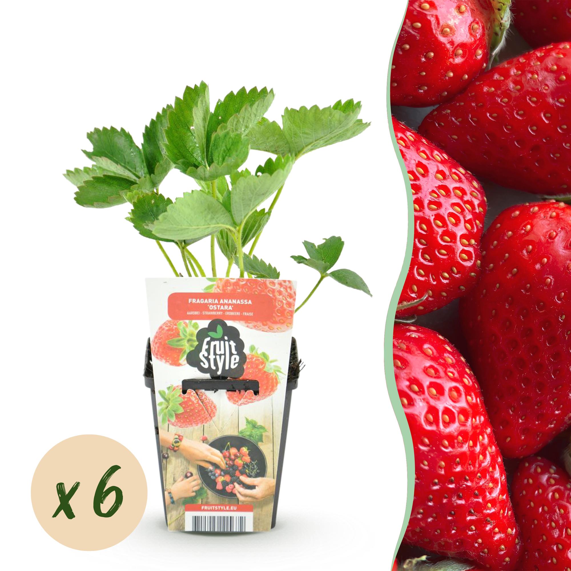 Aardbei - Fragaria Elsanta - Winterhard - 6 Planten - Pot 9 cm - Rode Aardbei