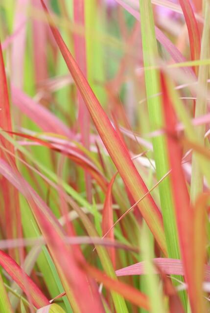 6x Imperata cylindrica 'Red Baron' - ↕10-25cm - Ø9cm
