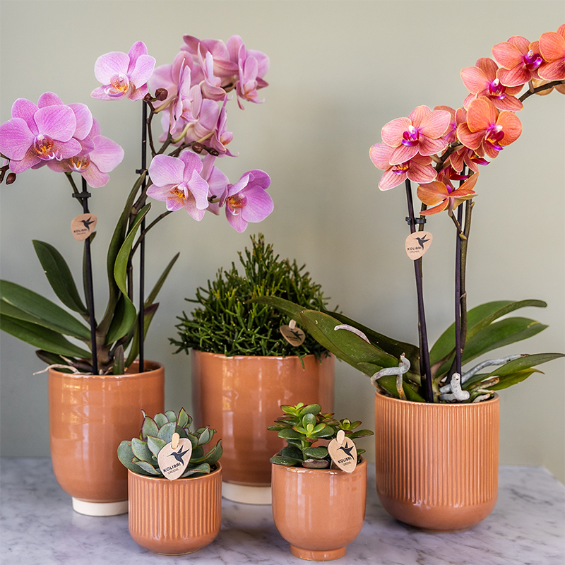 Kolibri Orchids | COMBI DEAL of 2 Phalaenopsis orchids - Treviso - pot size Ø9cm | flowering houseplant - fresh from the grower