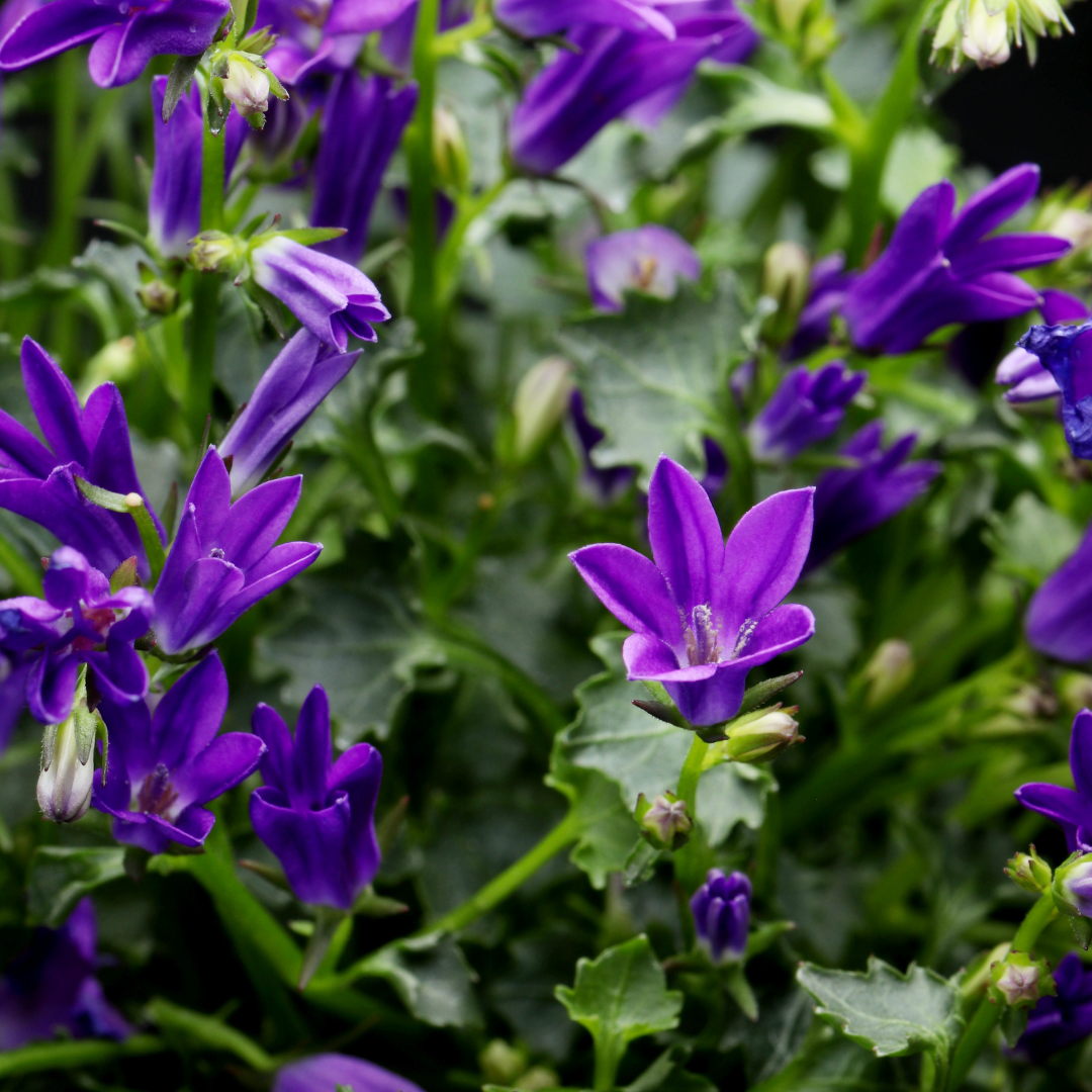 6x Campanula pers. 'Coerulea' - ↕10-25cm - Ø9cm