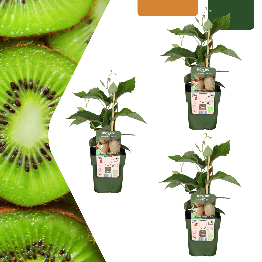 3 Bio-Kiwipflanzen – Ø 13 cm – ↨ 20 cm