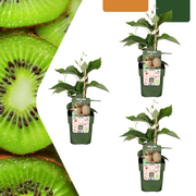 3 Bio-Kiwipflanzen – Ø 13 cm – ↨ 20 cm