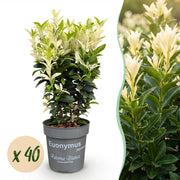 Euonymus japonica Paloma Blanca - Kardinaalsmuts 40x  - Haagplanten - Groenblijvend - Groen - Wit - Pot 9cm - Hoogte 20-30cm