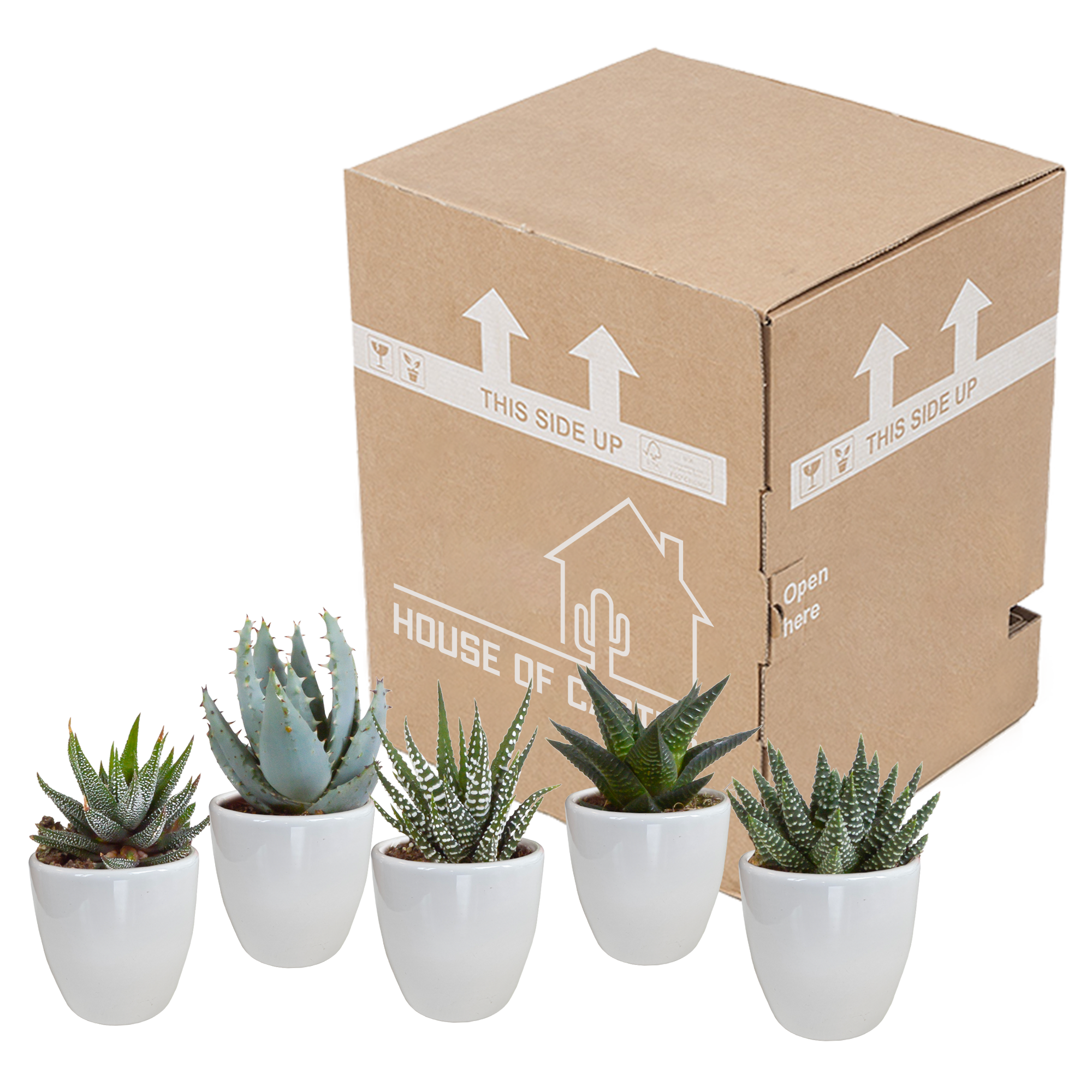 Gasteria/Haworthia mix 5,5cm - in witte pot - 5x