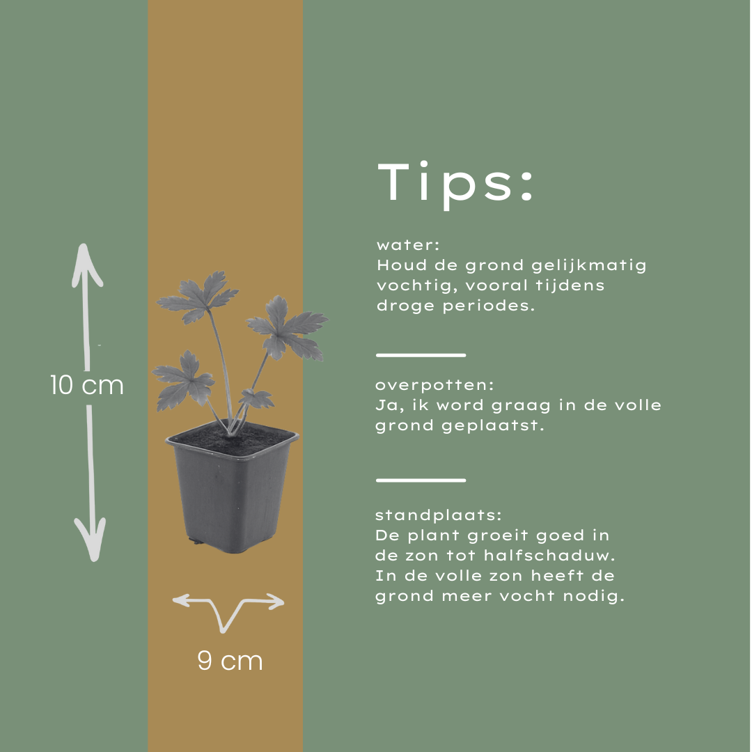 12x Astrantia major - ↕10-25cm - Ø9cm