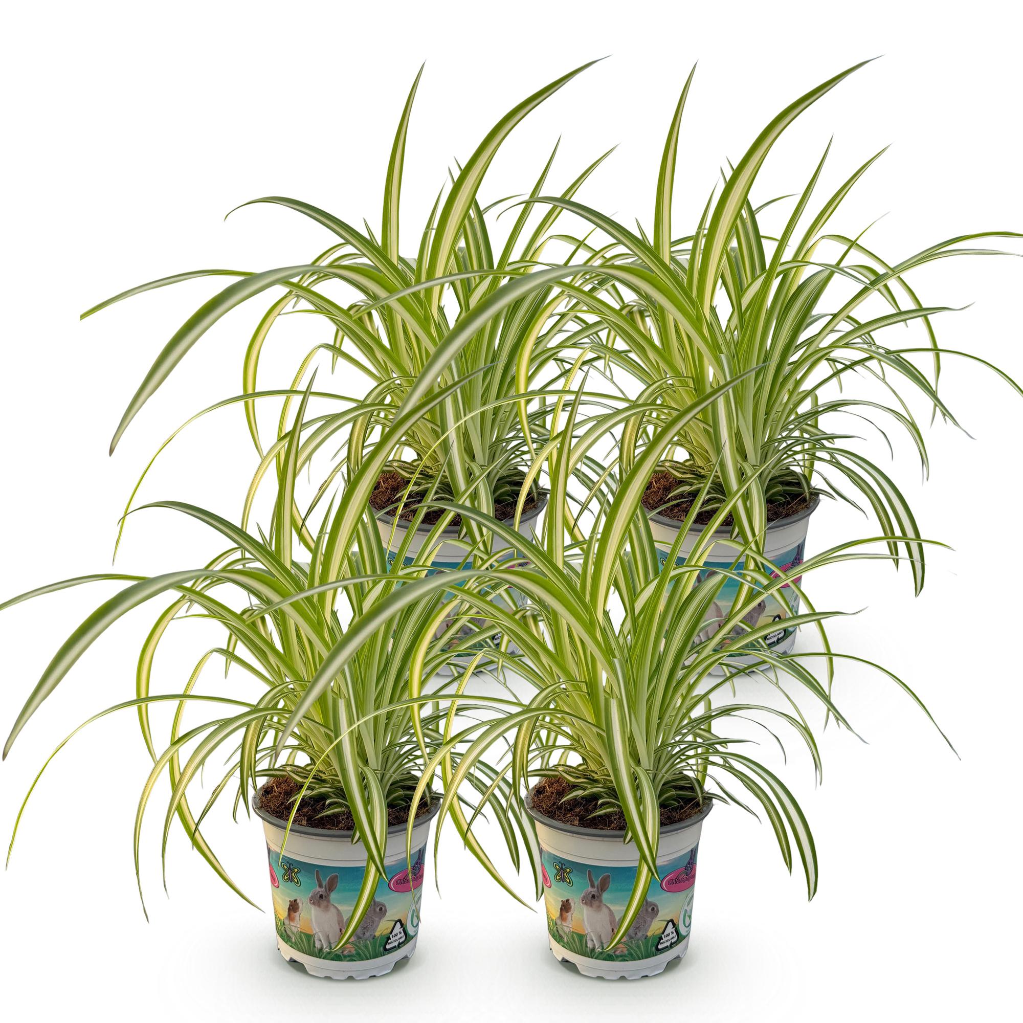 Chlorophytum comosum Variegatum - Kattengras - Huisdiervriendelijk - Bont - 4 Planten - Pot 12cm - Hoogte 25-30cm