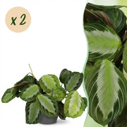 Maranta Fascinator Silverband - Böneväxt - Husdjursvänlig växt - Grön - 2 växter - med grå keramik - 12 cm kruka - Höjd 25 cm