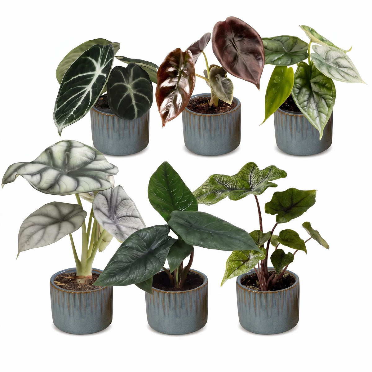Baby Alocasia Familie 6x- Rood - Groen - Zwart - Zilver - Grijs - Tropisch - incl. Linnea Misty Blue - Ø6cm - ↕12cm