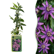 Passiflora Lavender Lady - Passiebloem Lavendel Dame - Paars - Klimplant - Ø9cm - ↕35cm