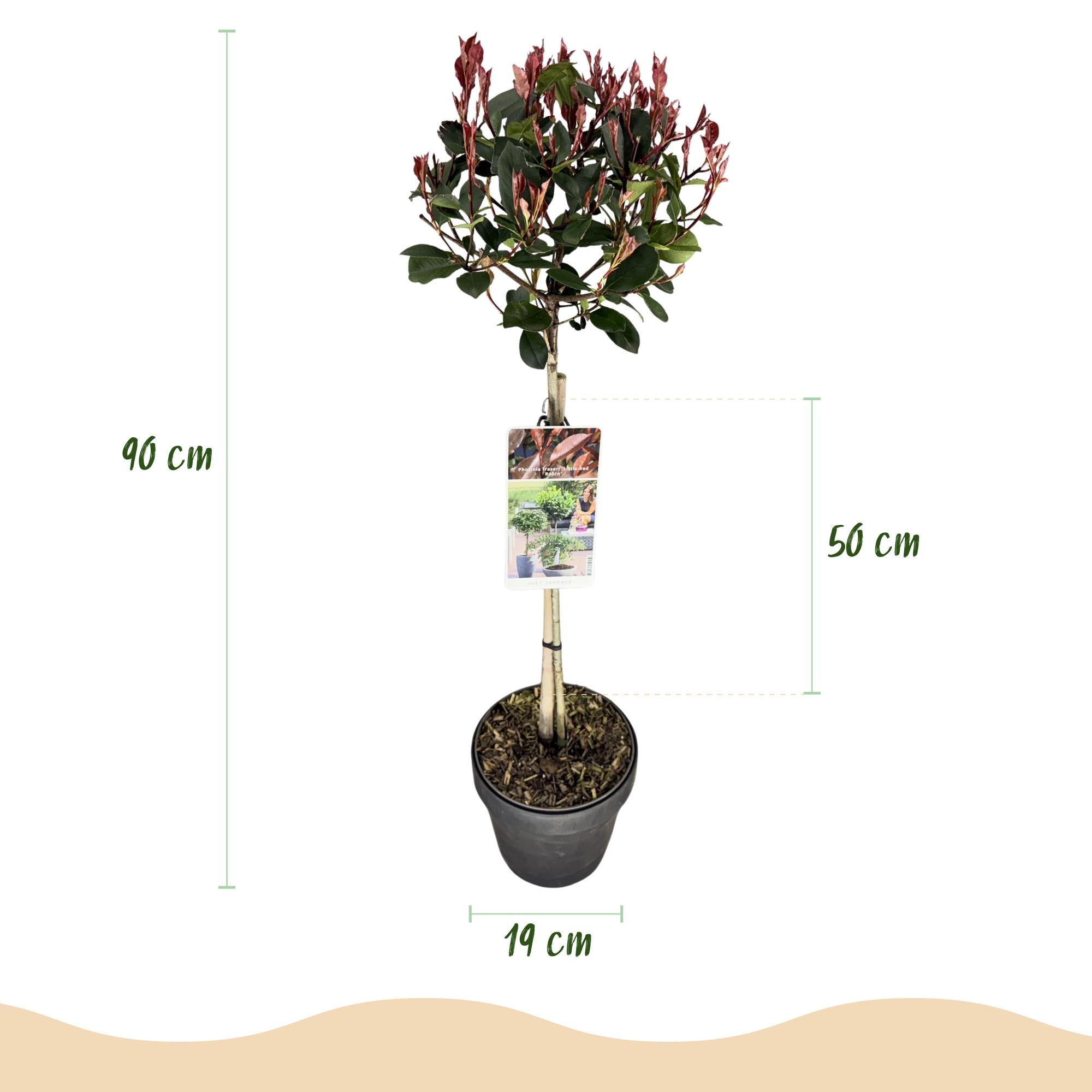 Photinia fraseri Little Red Robin - Terras Plant - Bladhoudend - Winterhard - Groen-Rood Blad - Pot 19cm Hoogte 90cm