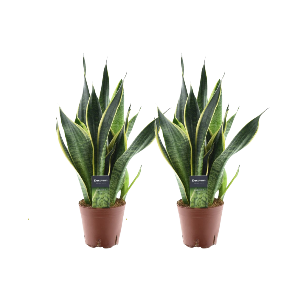 Sansevieria Futura Superba - 2 pezzi - Ø14cm - ↕45cm