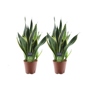Sansevieria Futura Superba - 2 pezzi - Ø14cm - ↕45cm