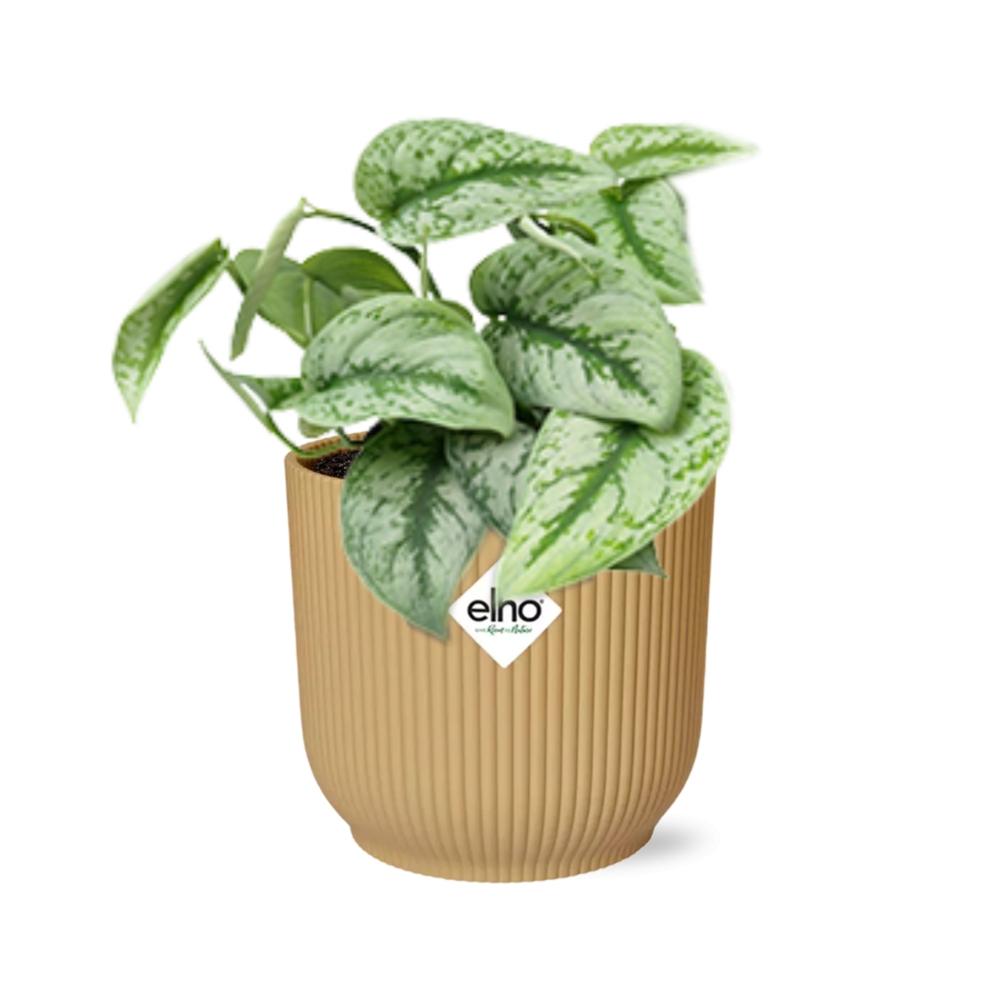 Scindapsus Pictus 'Trebie' in ELHO Vibes Fold 14cm gelb