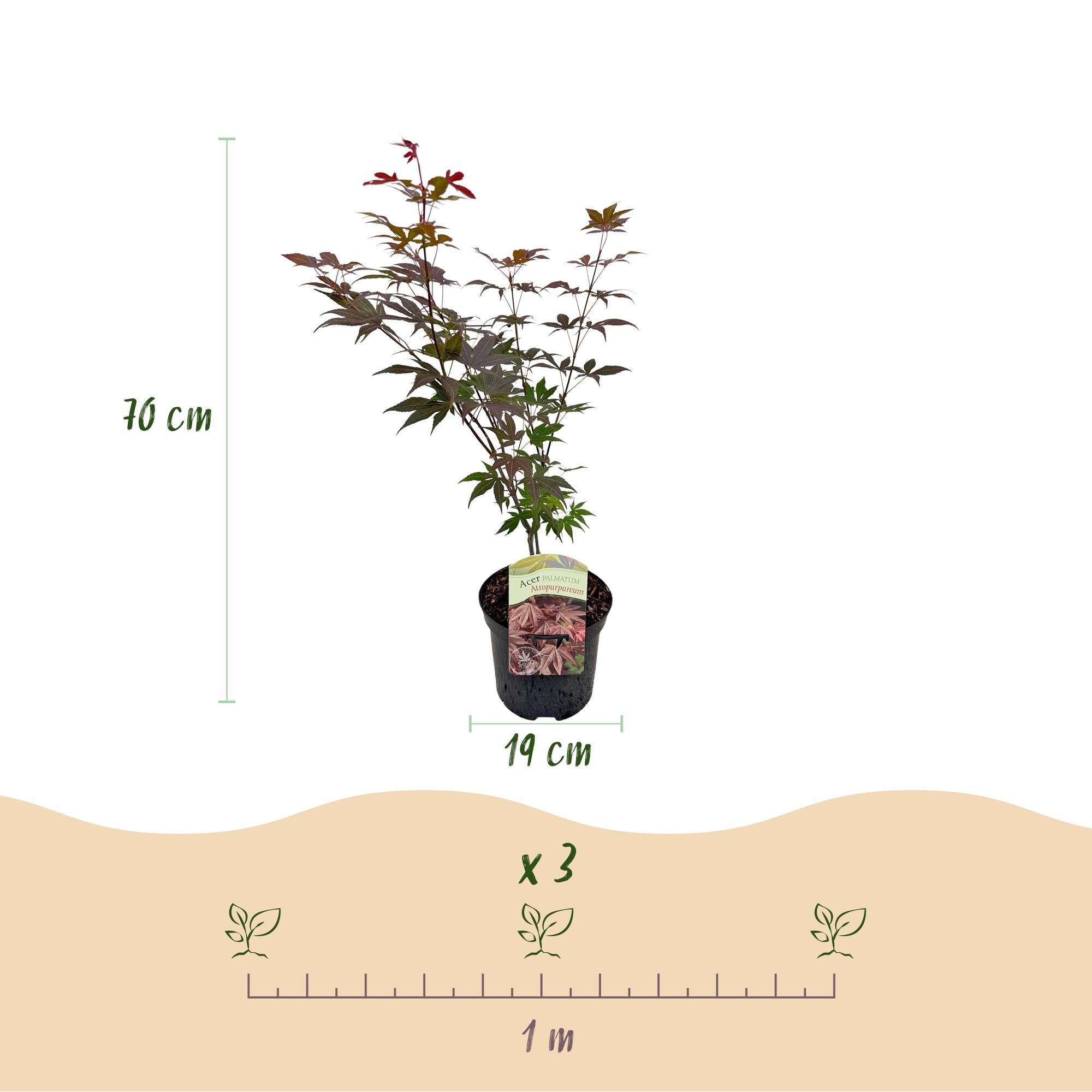 Green boutiQ - Pianta da patio - Acero giapponese - Acer palmatum Atropurpureum - Viola - 2 piante - Decidua - Vaso 19 cm Altezza 70 cm