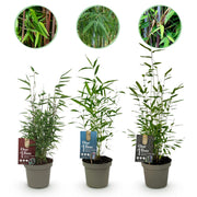 Green boutiQ - Bambù - Fargesia dragon Tricolore - Nero, Rosso, Blu - 3 Piante - Sempreverde - Non propagante - Vaso 14 cm Altezza 35 cm