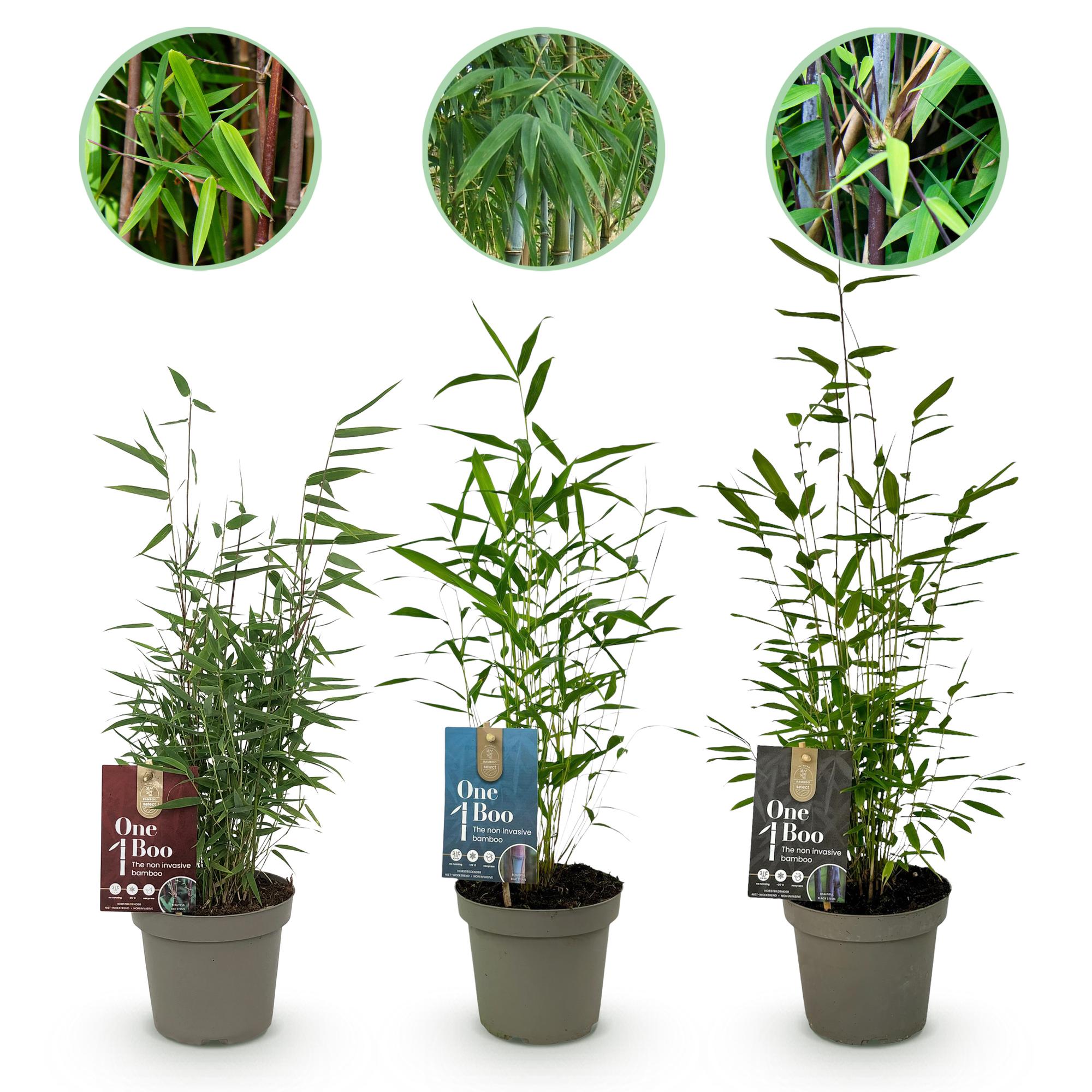 Green boutiQ - Bambù - Fargesia dragon Tricolore - Nero, Rosso, Blu - 3 Piante - Sempreverde - Non propagante - Vaso 14 cm Altezza 35 cm