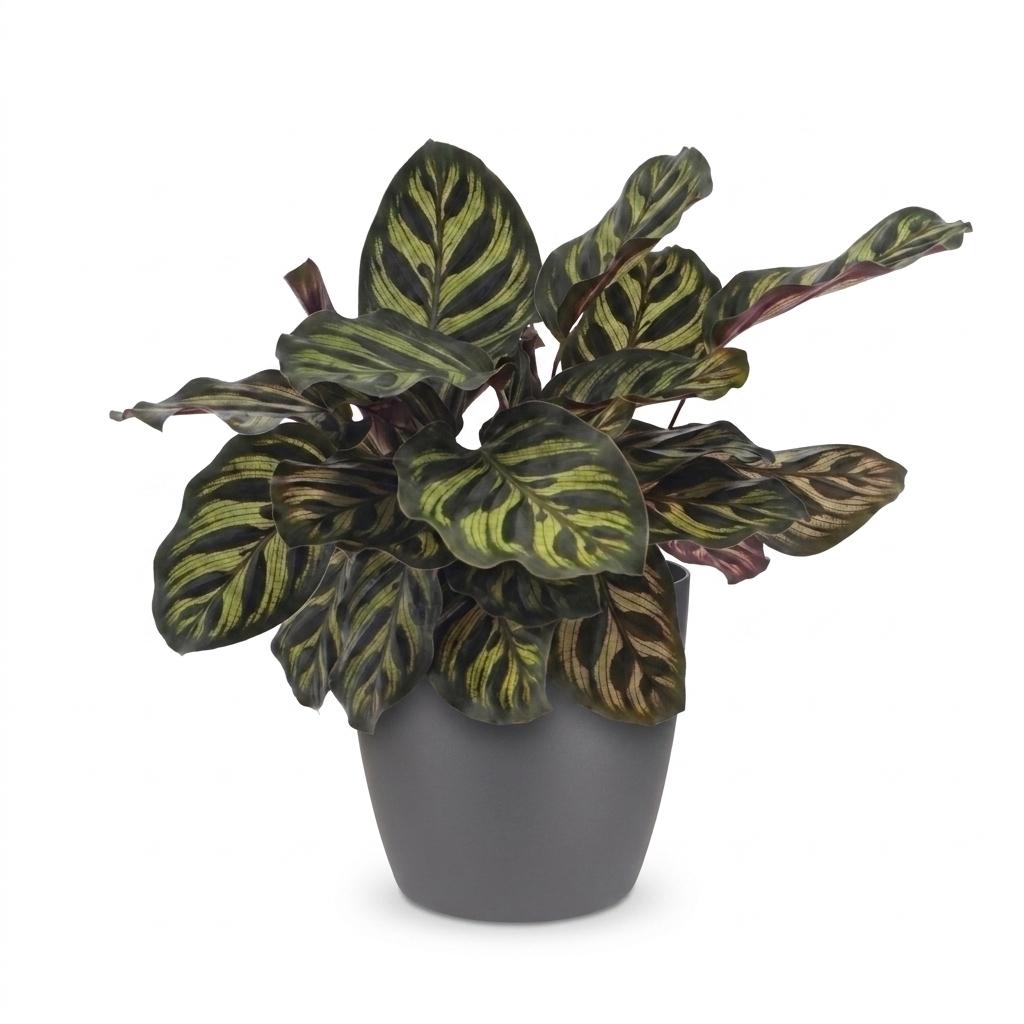 Calathea Makoyana - Pauwenplant - met Potter Grijs - Pot 12cm - Hoogte - 25cm