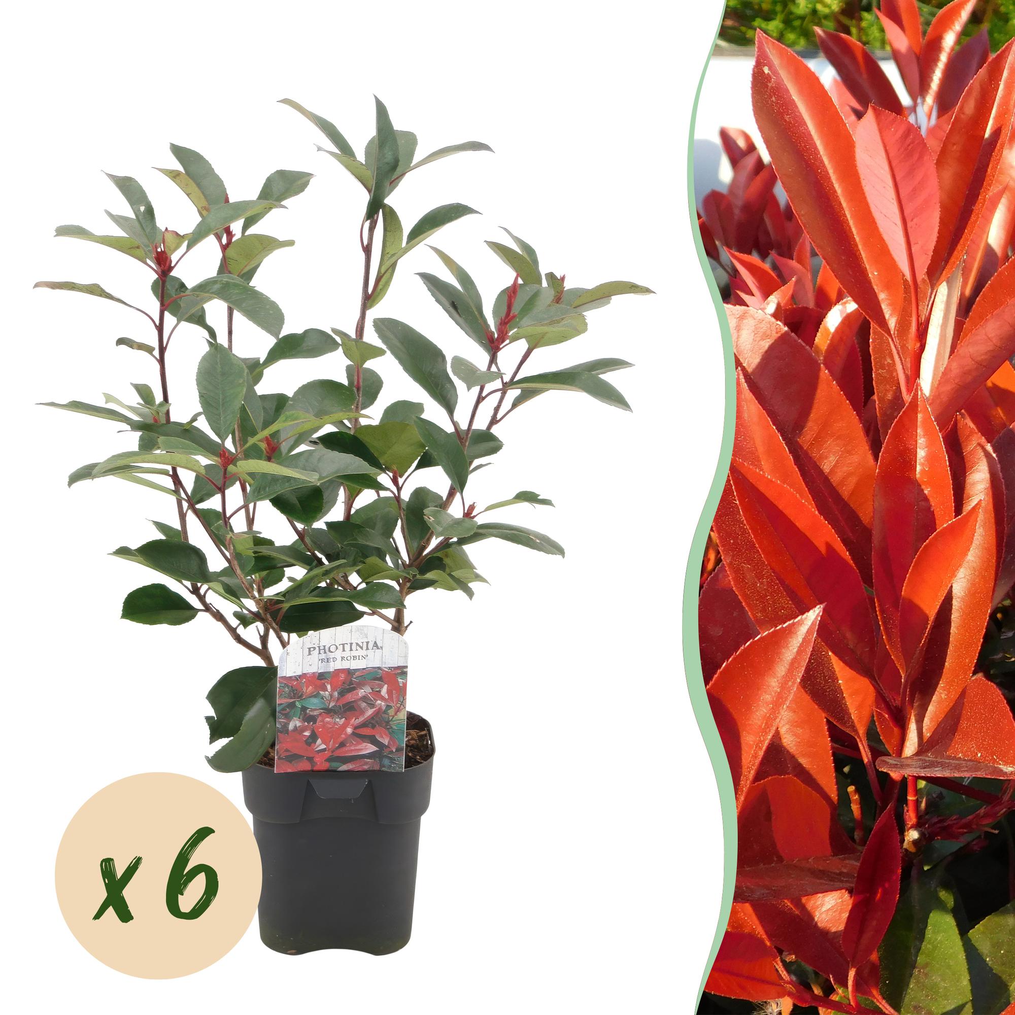 Green boutiQ - Piante da siepe - Photinia fraseri Red Robin - verde rosso - 6 piante - 1 metro lineare - sempreverde - vaso 17cm altezza 50cm