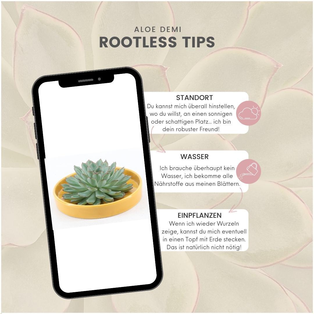 Rootless Succulent Echeveria Pulidonis in bowl 'yellow' Ø20 cm - ↕5 cm