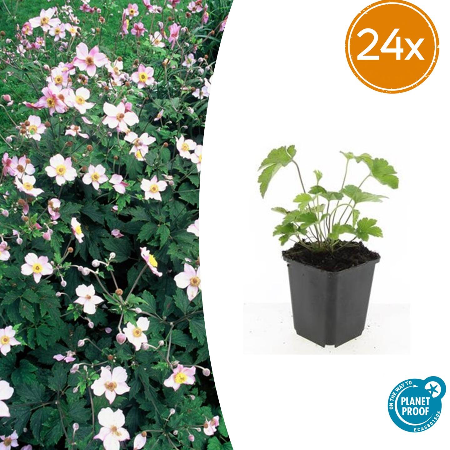 24x Anémone tom. 'Robustissima' - ↕10-25cm - Ø9cm