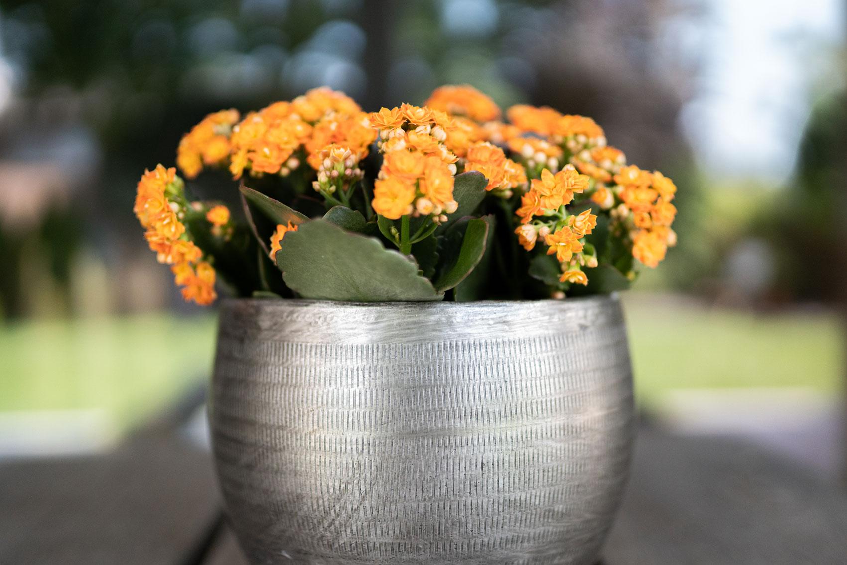 Juego de 5 piezas Rowen de aluminio color plata - Plata