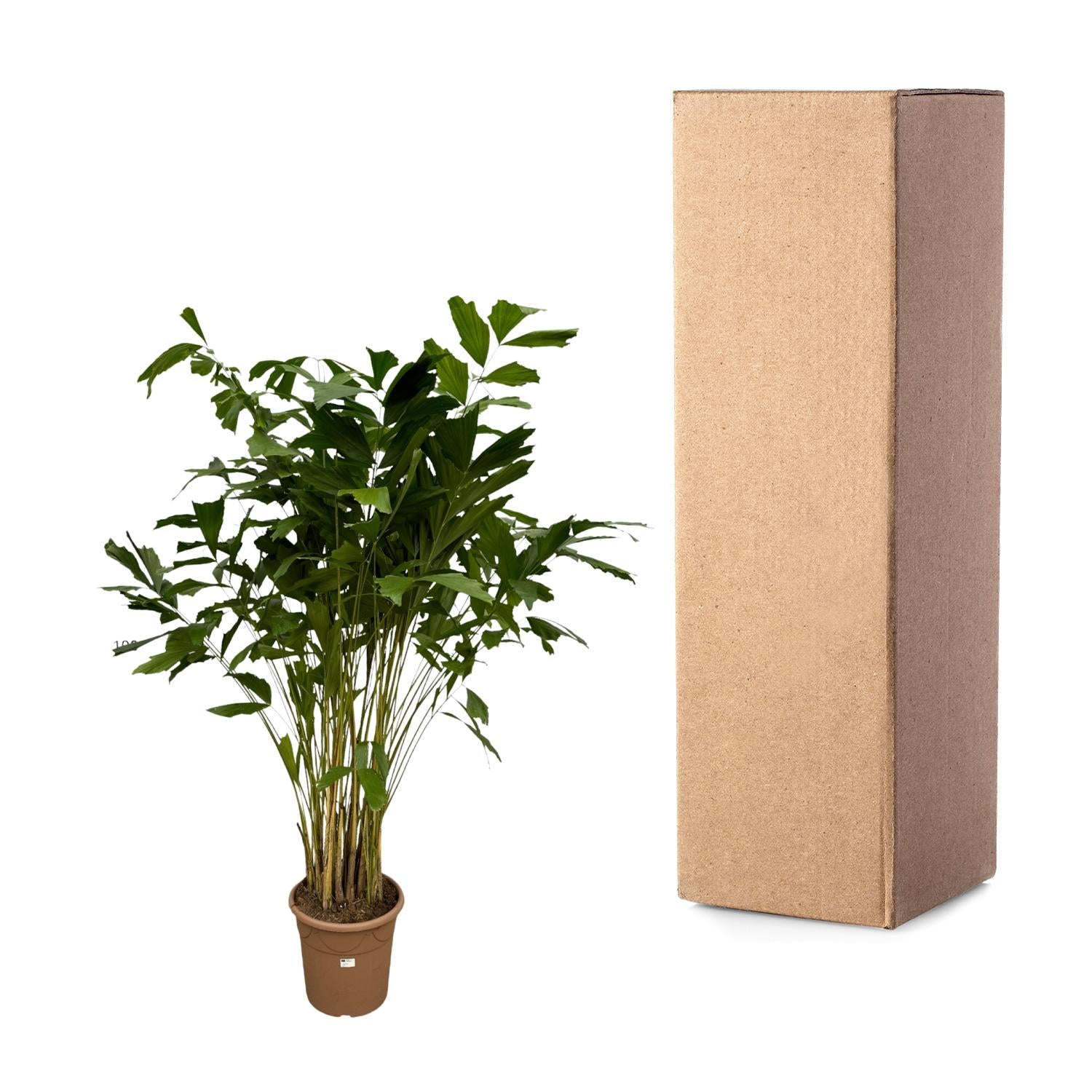 Caryota Mitis – 250 cm – Ø32 cm