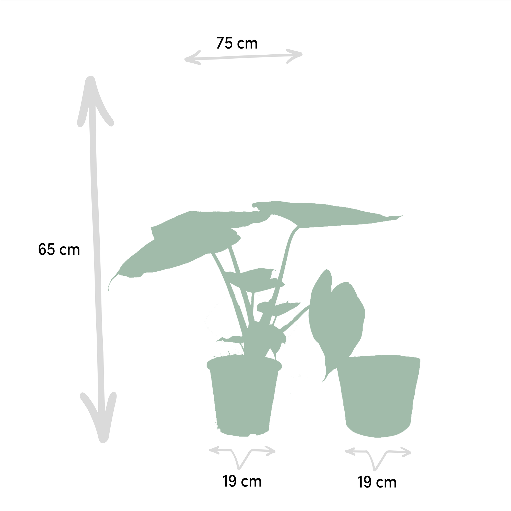 Alocasia Cucullata - Ø19cm - ↕60cm + Alocasia Wentii - Ø19cm - ↕60cm + Basket Igmar