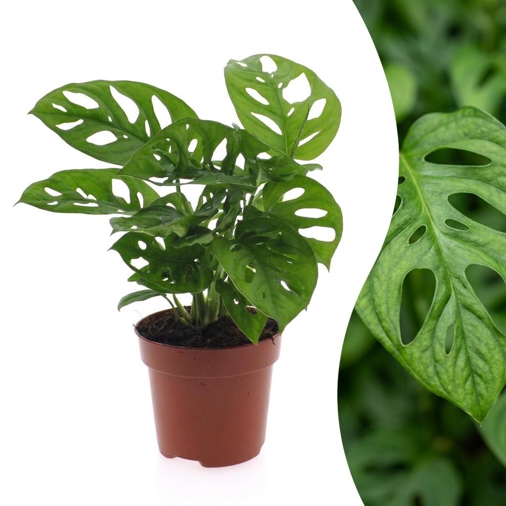 Monstera Adansonii - Rhaphidophora Tetrasperma - Pot 12cm - Hoogte - 25cm