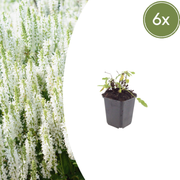 6x Salvia n. 'Schneehugel' - ↕10-25cm - Ø9cm