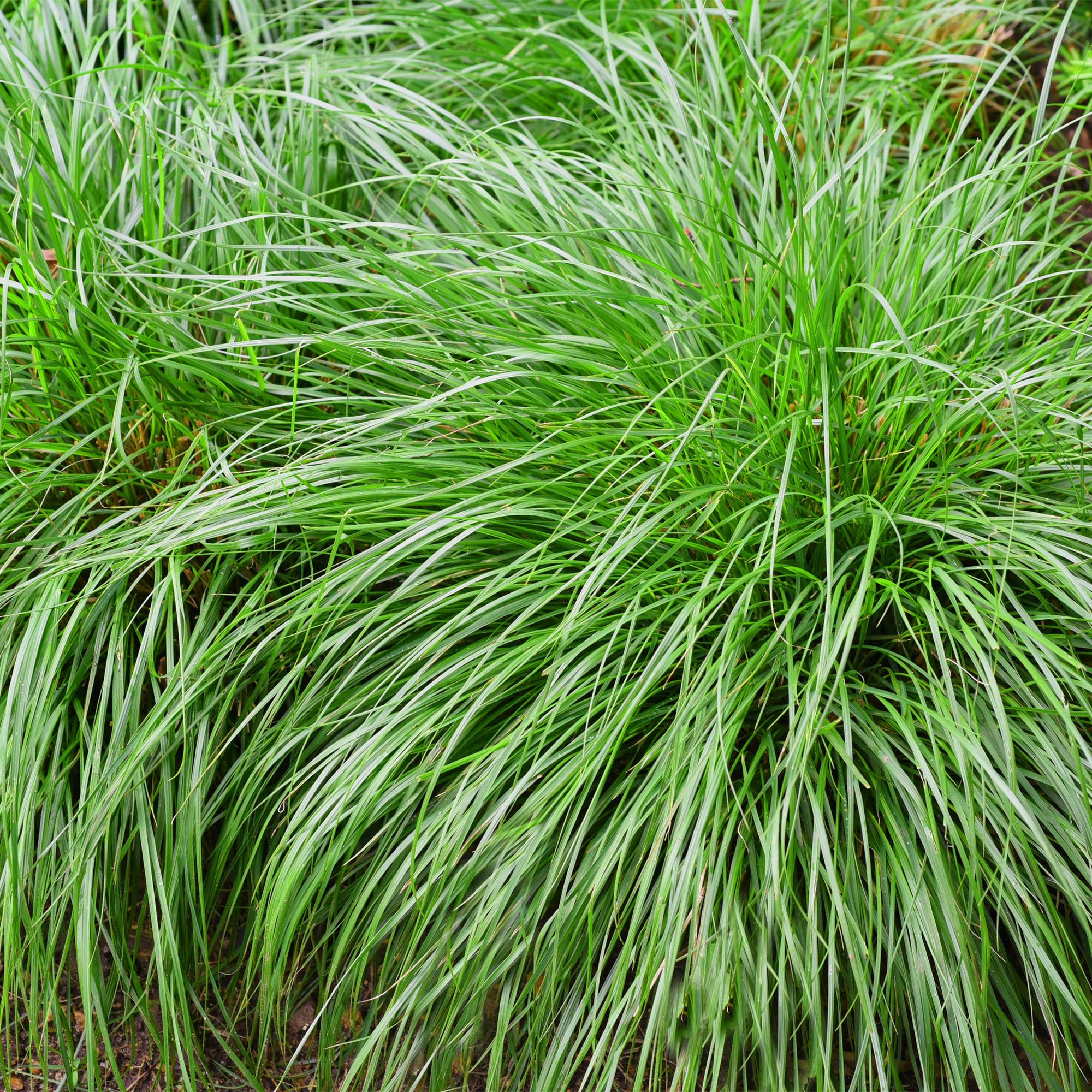 Carex oshimensis Intense Green - Groen - 2 Planten - Bladhoudend - Weinig Onderhoud - Pot 17cm Hoogte 50cm