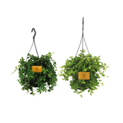 Duo di piante sospese - 2 pezzi - Ø15cm - ↕25cm