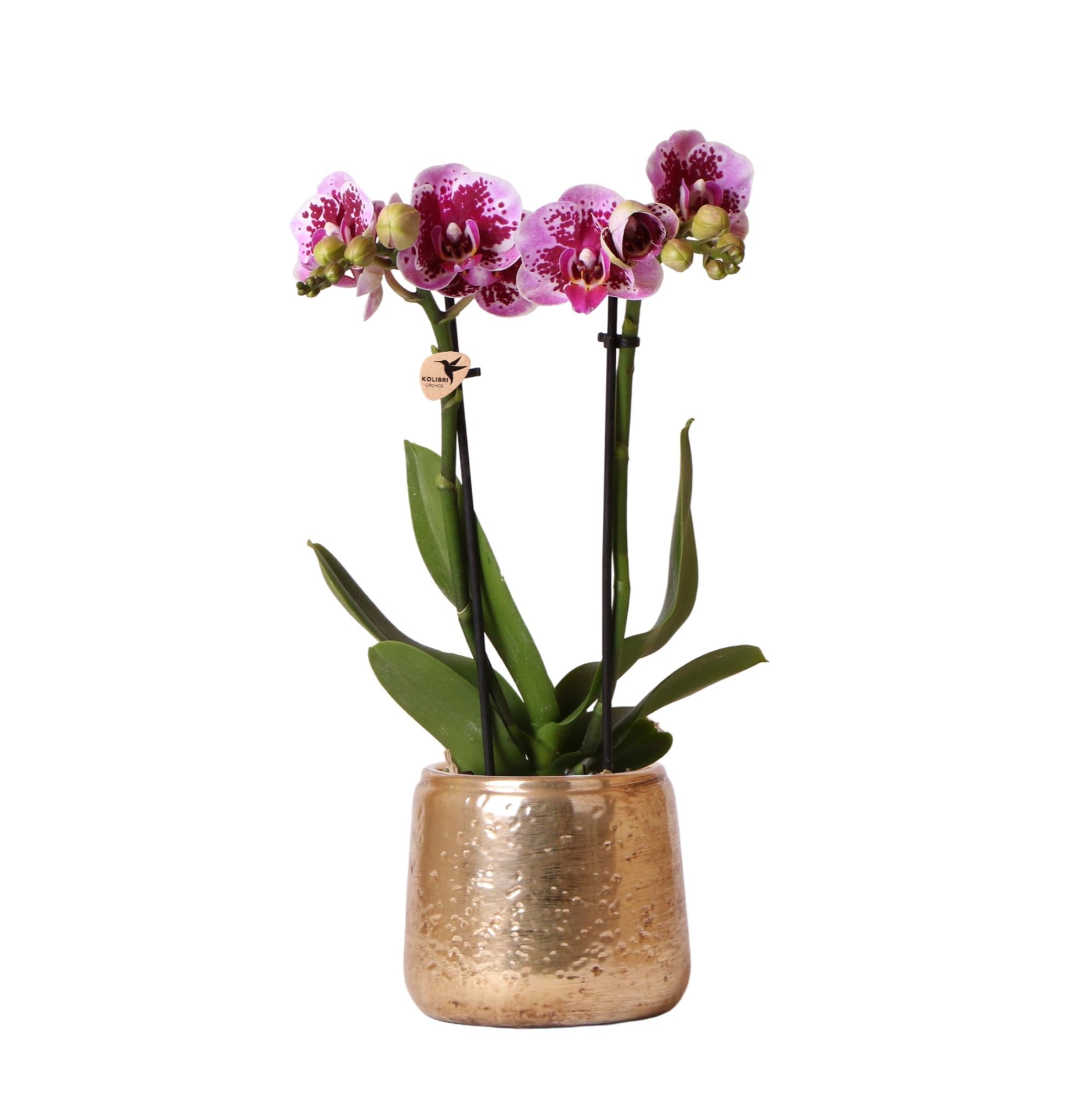 Kolibri Orchideen | Rosa-violette Phalaenopsis-Orchidee – El Salvador + Luxuriöser goldener Übertopf – Topfgröße Ø 9 cm – 35 cm hoch | Blühende Zimmerpflanze – frisch vom Züchter