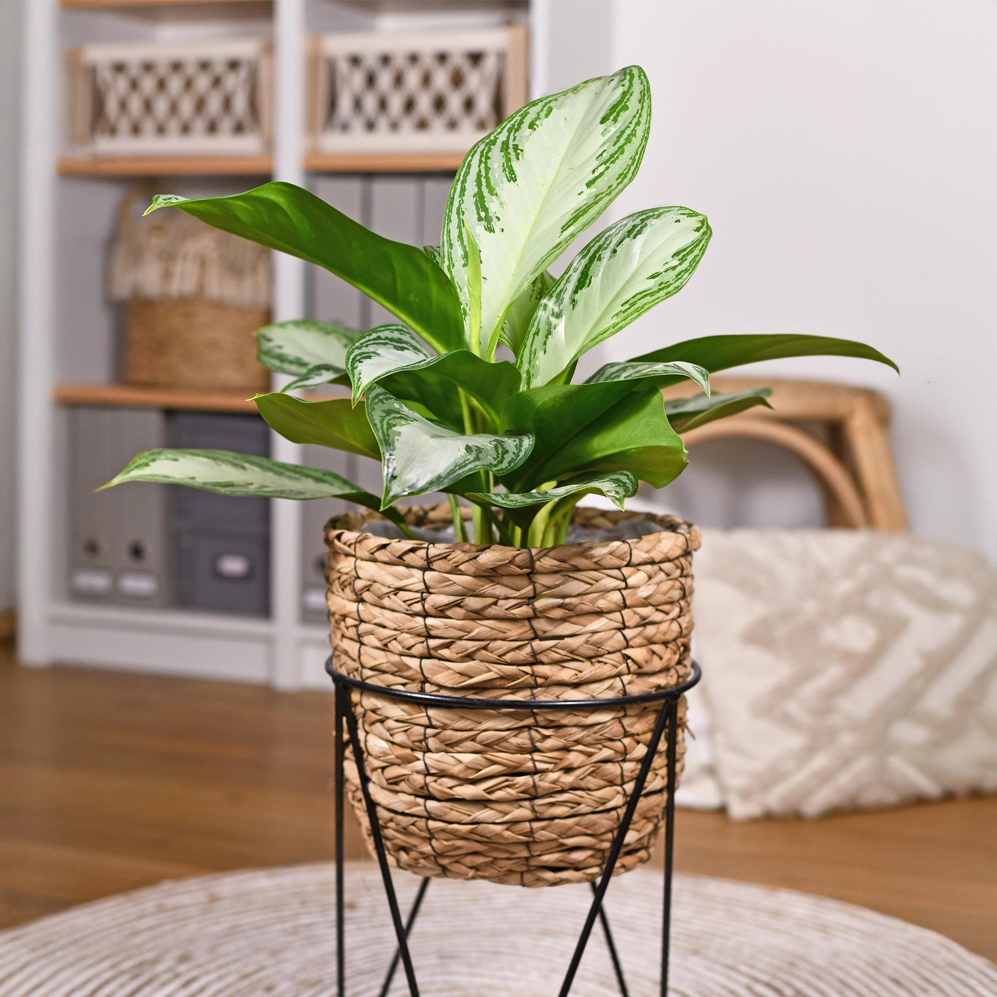 Aglaonema Silver Bay - Zilverblad - Weinig onderhoud - Groen - 2 Planten - Pot 17cm - Hoogte 70-75cm