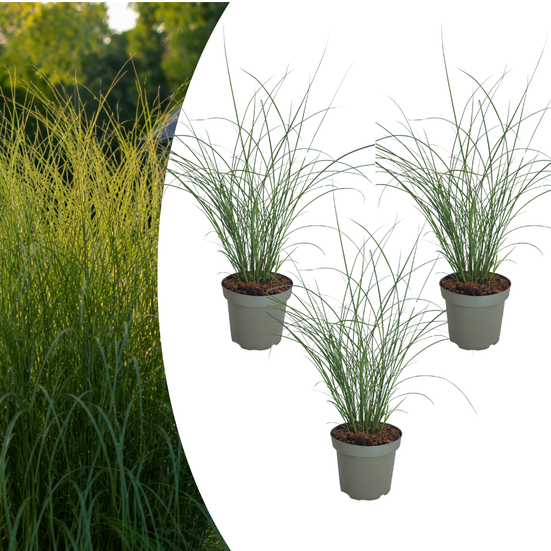 3x Miscanthus sinensis ‘Gracillimus’ – Elegant prachtriet met sierlijk overhangend blad | Potmaat 12 cm