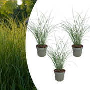 3x Miscanthus sinensis ‘Gracillimus’ – Elegant prachtriet met sierlijk overhangend blad | Potmaat 12 cm