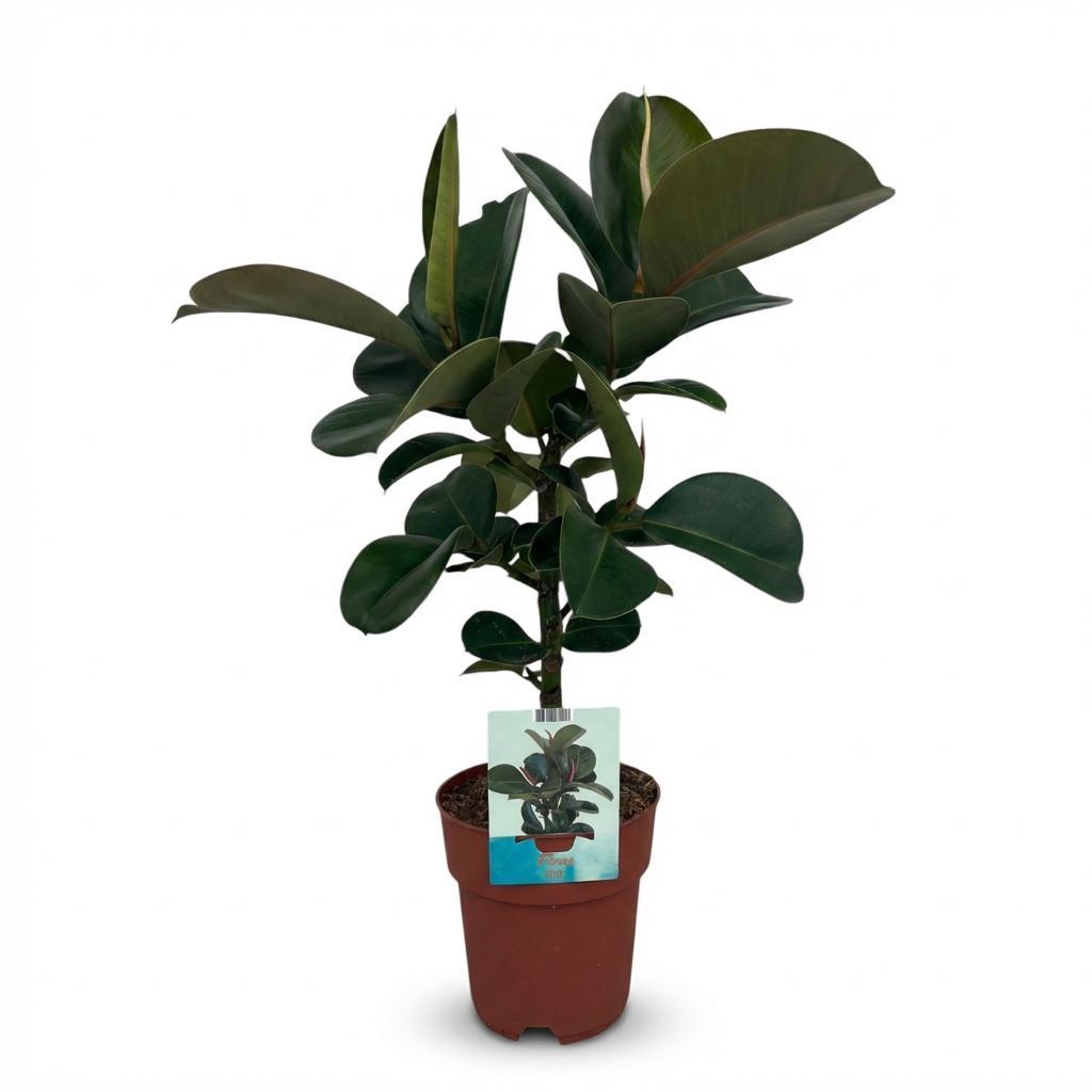 Rubberplant - Ficus Elastica Cloe - Groen - Weinig onderhoud - 1 Plant - Pot 19cm - Hoogte 65cm