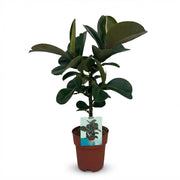 Rubberplant - Ficus Elastica Cloe - Groen - Weinig onderhoud - 1 Plant - Pot 19cm - Hoogte 65cm