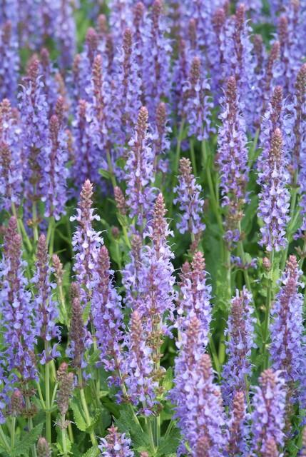 6x Salvia nem. 'Caradonna' - ↕10-25cm - Ø9cm