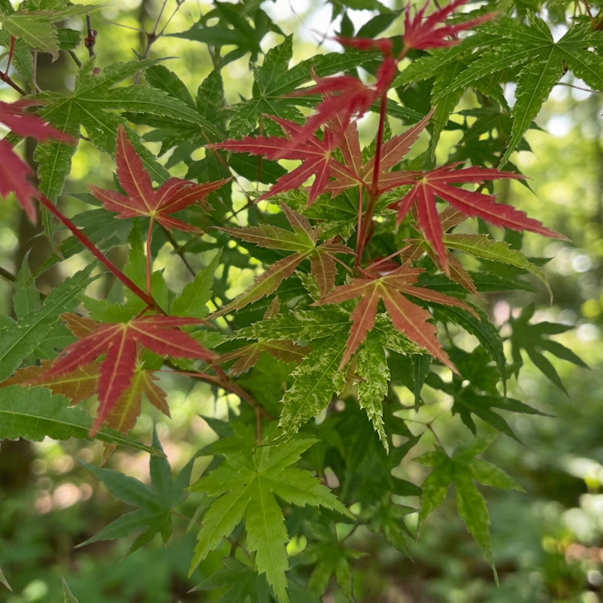 Acer palmatum Phoenix - Japanse Esdoorn - Bladverliezend - Groen - Rood - 1 - Pot 26cm - Hoogte 90cm