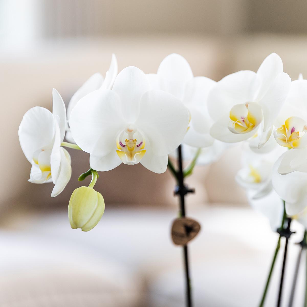 Kolibri Orchids - Surprise box mix - plant advantage box - surprise box with 4 different orchids 12cm - fresh from the grower