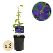 Clematis Jackmanii - Bloem Blauw - Weinig onderhoud -2 planten -  Pot 11cm Hoogte 40cm