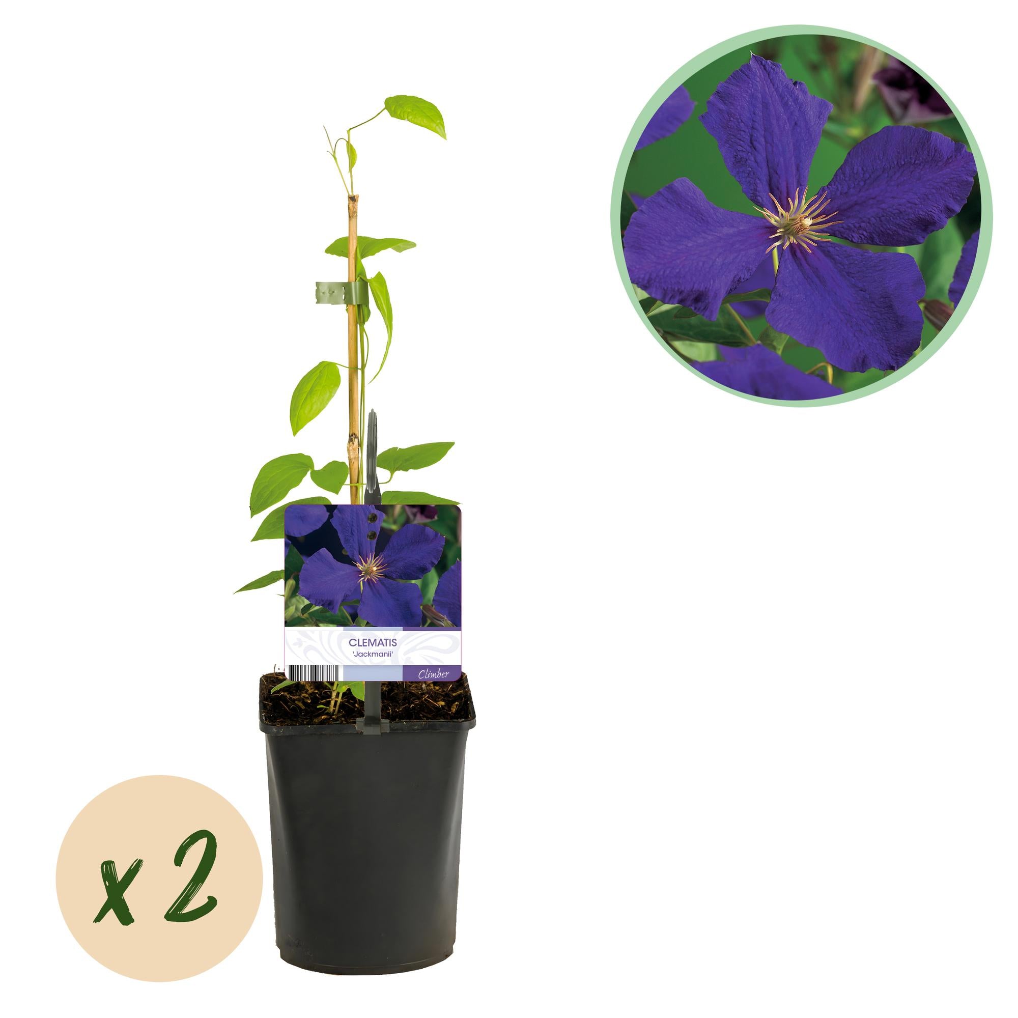 Clematis Jackmanii - Bloem Blauw - Weinig onderhoud -2 planten -  Pot 11cm Hoogte 40cm