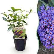 Green boutiQ - Buddleja davidii Empire Blue - Fiore Blu - 1 Pianta - Decidua - Attrattiva per Farfalle - Vaso 17 cm Altezza 25 cm