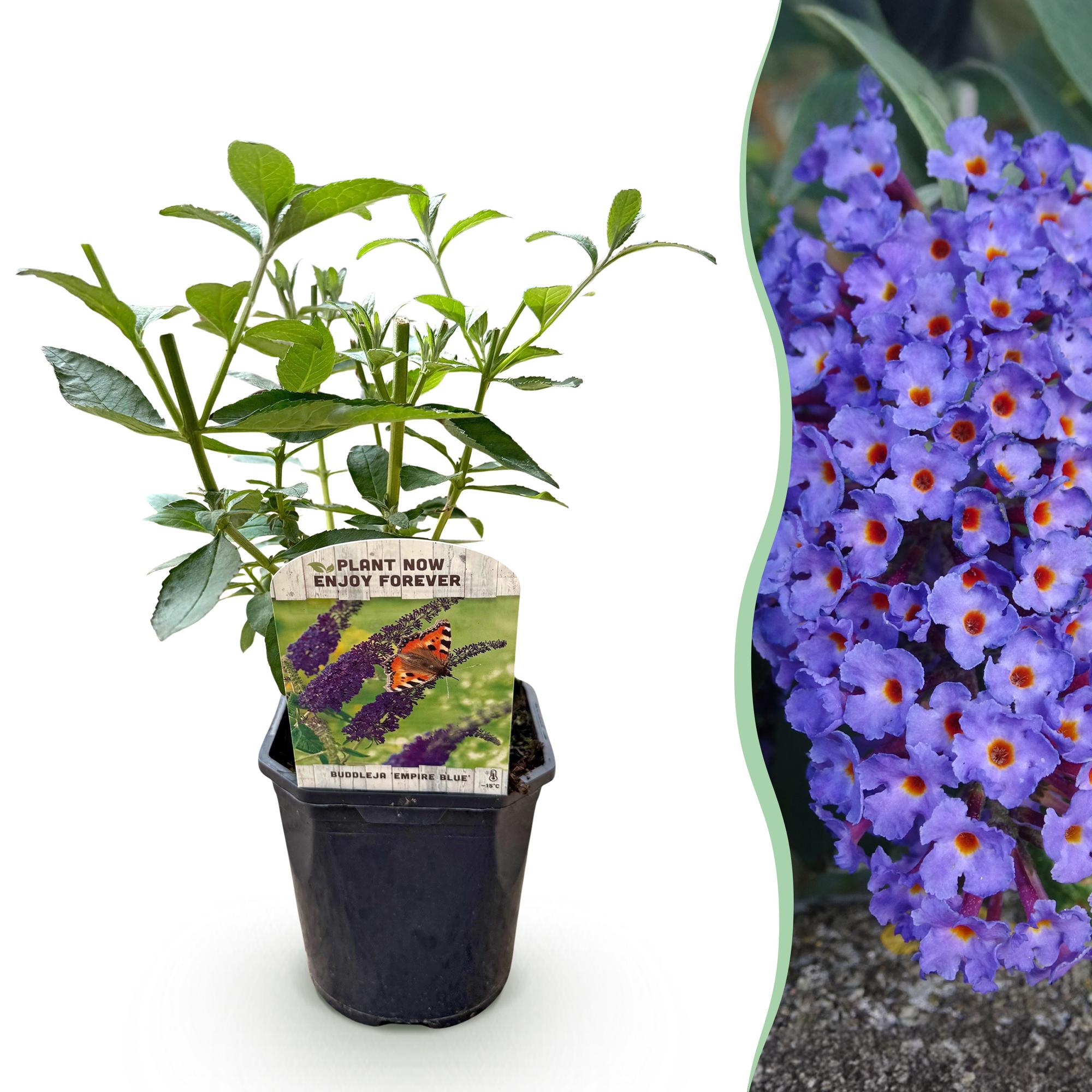 Green boutiQ - Buddleja davidii Empire Blue - Fiore Blu - 1 Pianta - Decidua - Attrattiva per Farfalle - Vaso 17 cm Altezza 25 cm