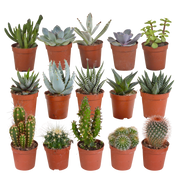 Cactus and succulent mix 5.5 cm | 15 pieces - without pot