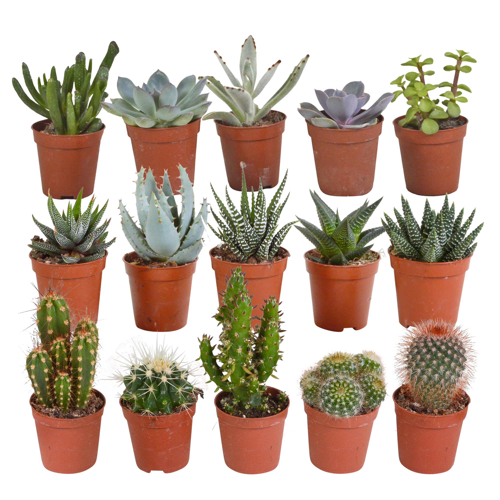 Cactus and succulent mix 5.5 cm | 15 pieces - without pot