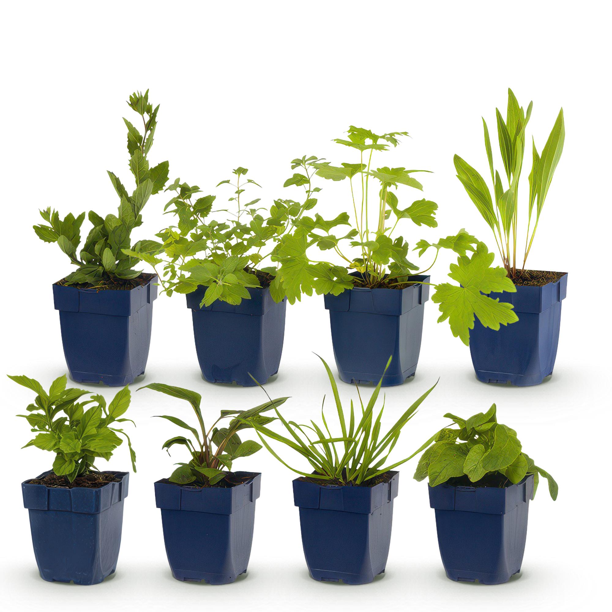 Green boutiQ - Pacchetto bordura - Attrattivo per api e farfalle - 8 piante perenni - 1 m² - Vari colori - Bassa manutenzione - Vaso da 11 cm