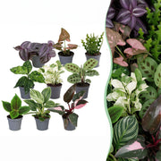 Baby Plants Surprise Box 9x - Verrassingsbox kleine planten - Diversen - Tropisch - Ø6cm - ↕5-15cm